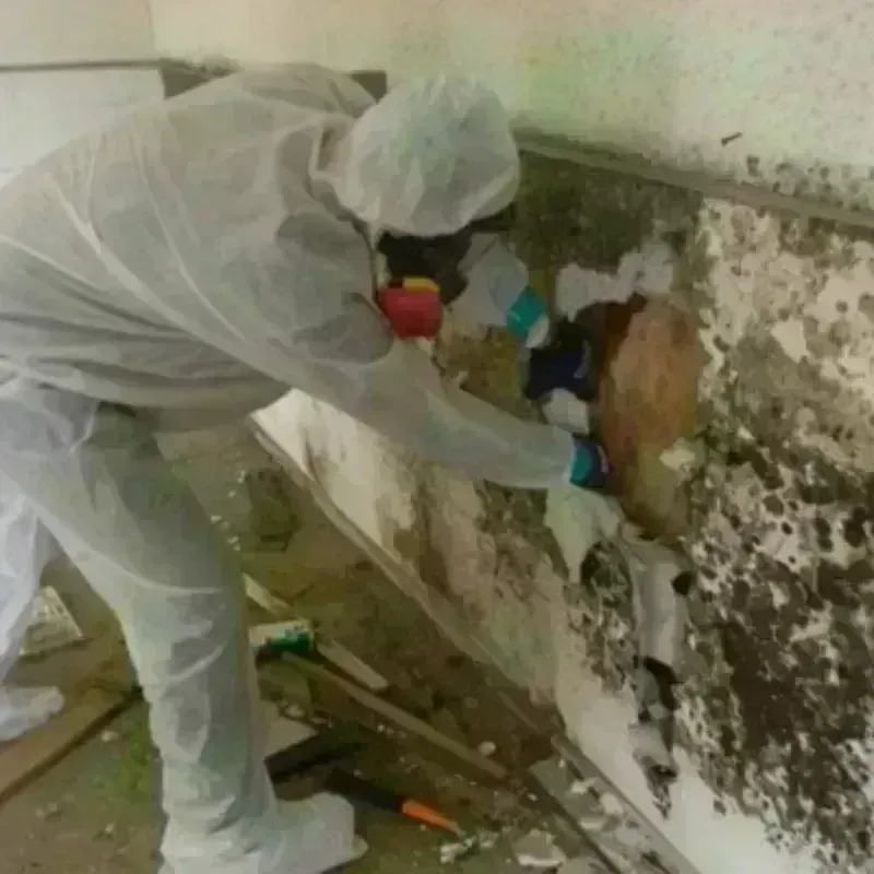 Mold Remediation and Removal in Hughestown, PA